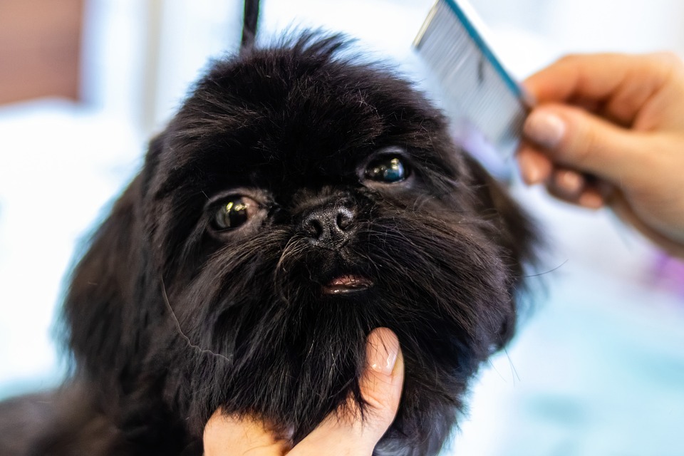 10 Essential Tips for Raising a Happy and Healthy Puppy