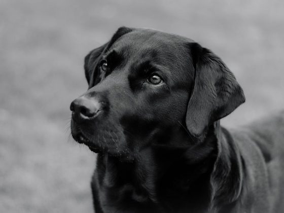 Holistic Approaches to Dog Health: Exploring Alternative Therapies