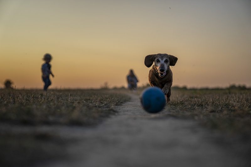 Innovative Pet Accessories That Are Changing the Game Innovative Pet Accessories That Are Changing the Game