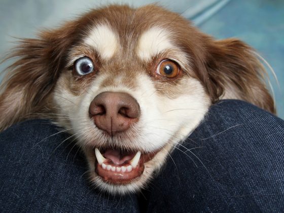 Make Your Pup the Talk of the Town with These Stylish Dog Accessories