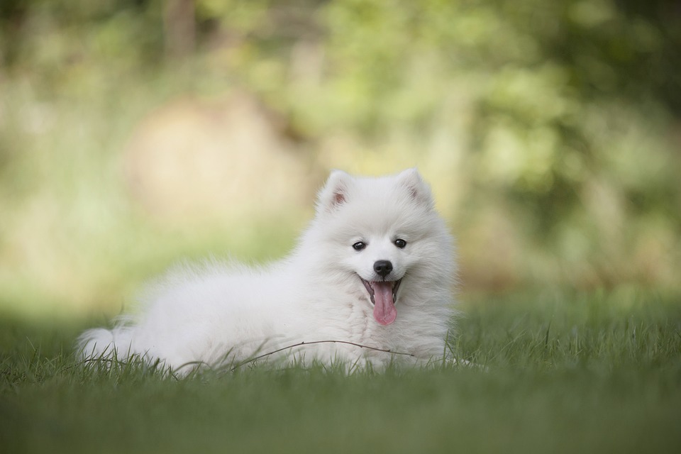 Puppy Love: Tips for Bonding with Your New Furry Friend