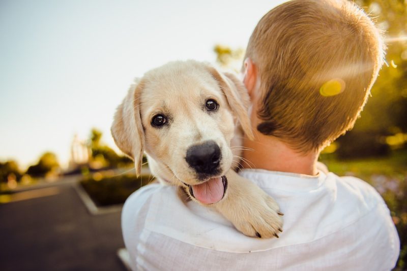 Spoil Your Furry Friend: The Latest Trends in Dog Accessories Spoil Your Furry Friend: The Latest Trends in Dog Accessories