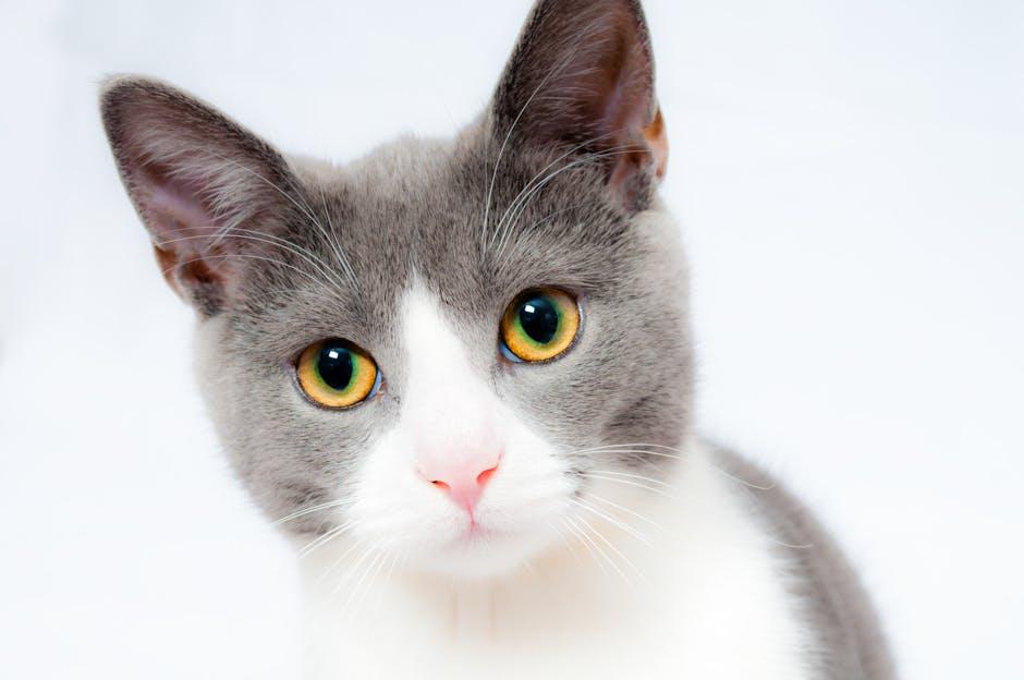 Furry Fashion: Stylish collars and Harnesses Your Cat Will Love