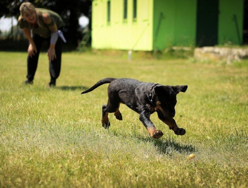 Pawsitively Fun: The Best Dog Training Videos to Watch! Pawsitively Fun: The Best Dog Training Videos to Watch!