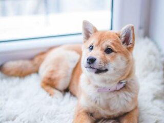 Essential Puppy Care Tips: Happy Pups, Happy Humans!