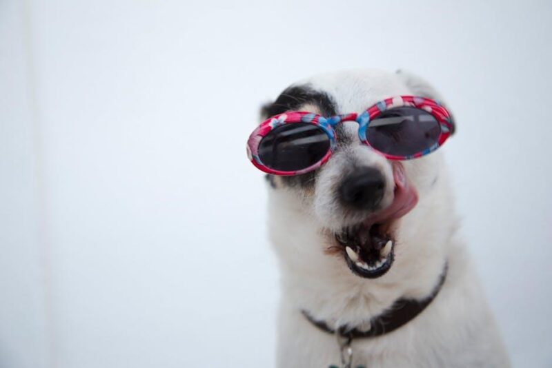 Pawesome Finds: Must-Have Dog Accessories for Happy Pups! Pawesome Finds: Must-Have Dog Accessories for Happy Pups!