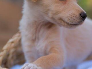 Puppy Care 101: Tips for Happy, Healthy Furry Friends!