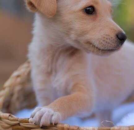 Puppy Care 101: Tips for Happy, Healthy Furry Friends!