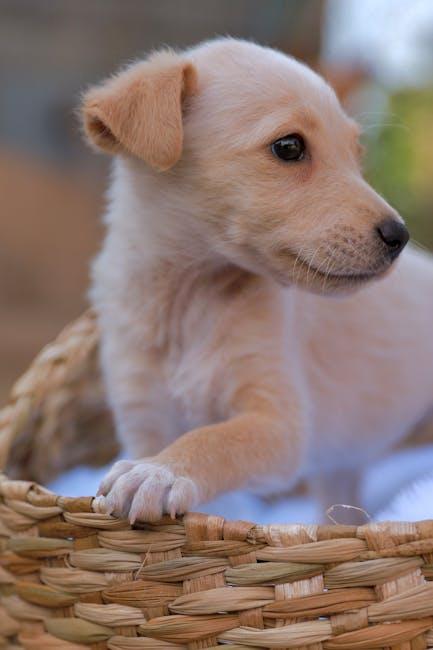 Puppy Care 101: Tips for Happy, Healthy Furry Friends!