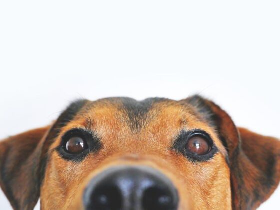 Furry Friends & Fun Finds: Perfect Doggie Gift Accessories!