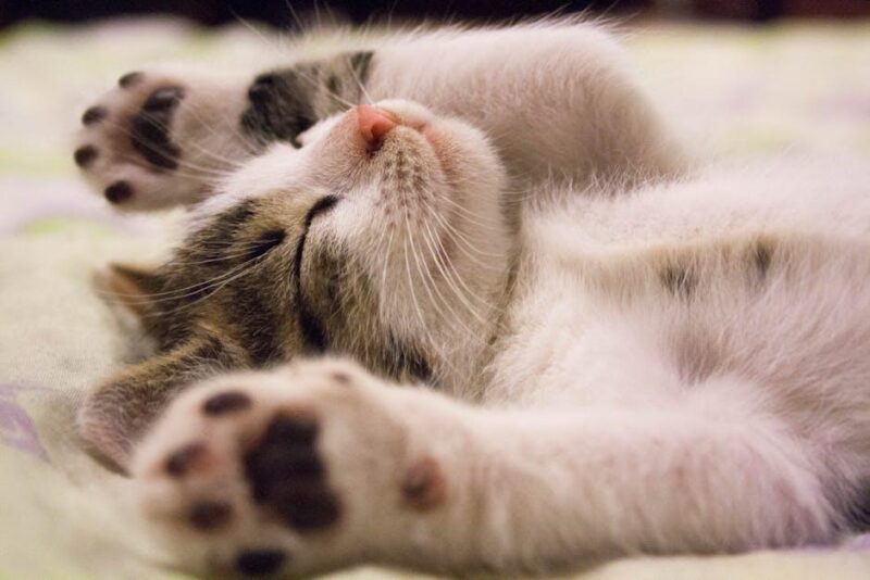 Pamper Your Purr-fect Pal: Luxury Cat Accessories Unleashed! Pamper Your Purr-fect Pal: Luxury Cat Accessories Unleashed!