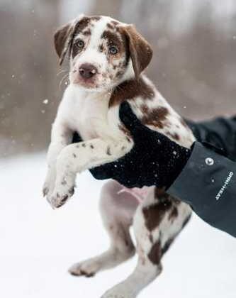 Puppy Love: Your Ultimate Guide to Pawesome Care Tips!