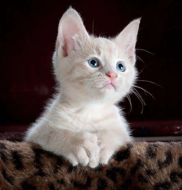 Choosing the Right Food and Nutrition for Your Cat