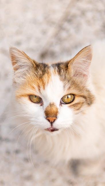 Understanding Your Feline Friend’s Needs