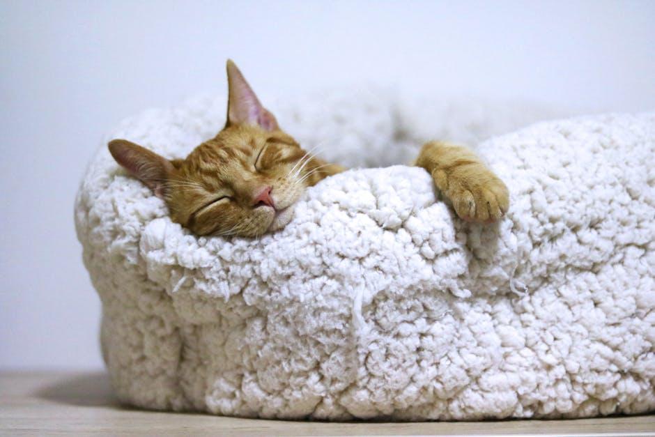 Creating a Cozy and Safe Home Environment